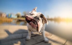English Bulldogs are flat-faced; they don't do well in hot weather