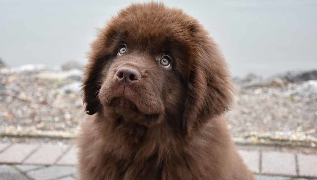 exercise large breed puppy exercise large breed puppy