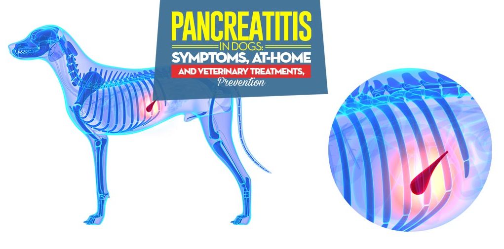 Facts on Pancreatitis in Dogs Facts on Pancreatitis in Dogs