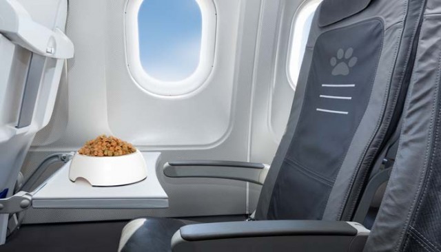 Flying With A Dog - Short Dog Travel Guide for Pet Parents 2