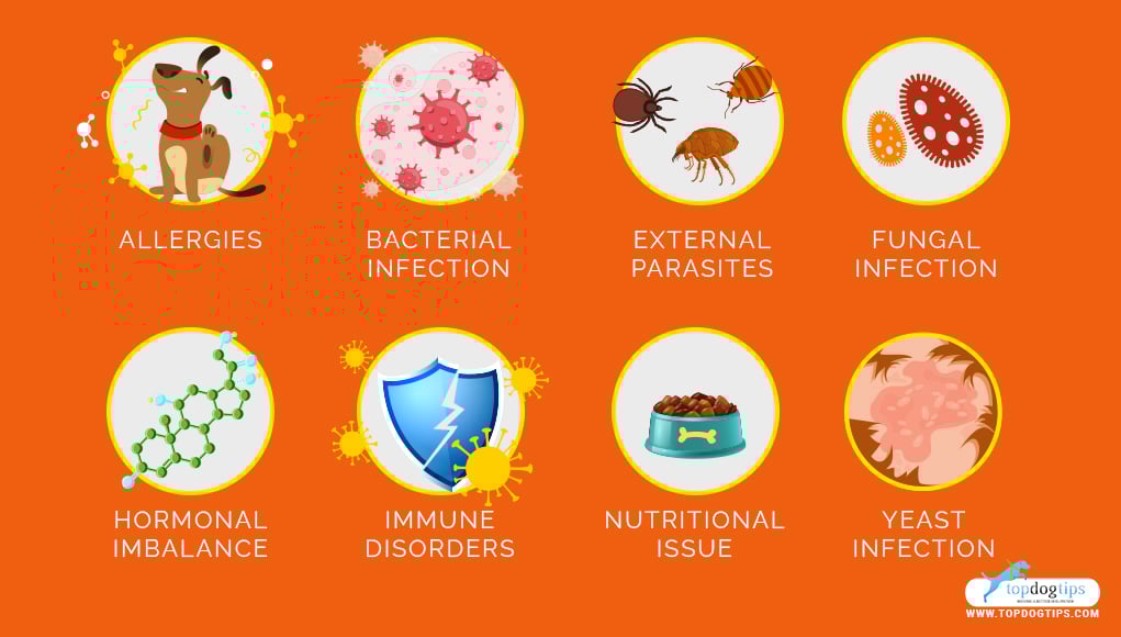 Crusty Scabs on Dogs possible reasons