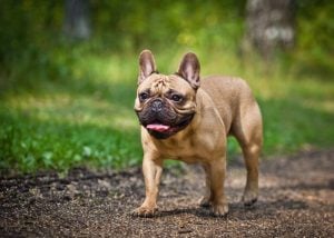 Flat-faced French Bulldogs are prone to overheating
