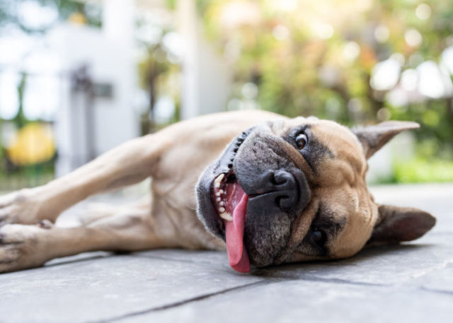 Heatstroke in Dogs Heatstroke in Dogs