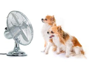 Give Your Dog Temperature-Controlled Accommodations to prevent heatstroke