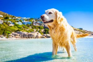 Golden Retriever - heat-tolerant dog breed