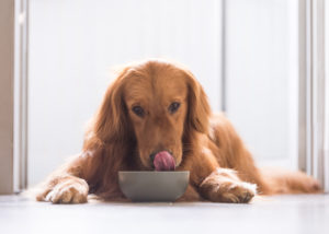 golden retriever looking over new diet