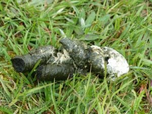 Green Dog Poop Color