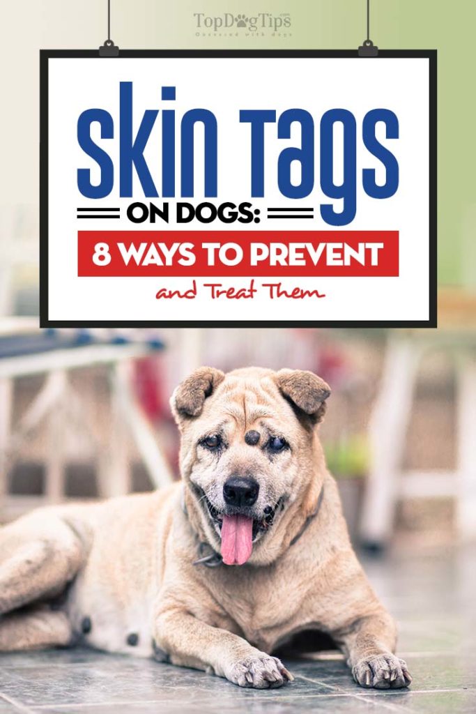 Guide on Skin Tags on Dogs Guide on Skin Tags on Dogs