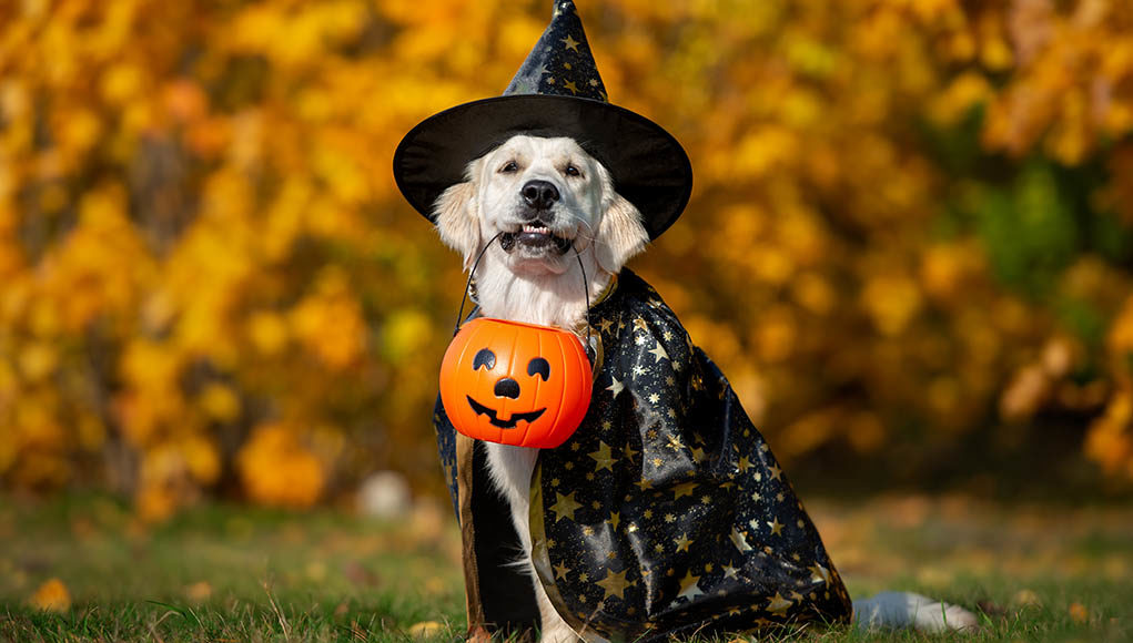 Halloween treats for dogs Featured Image Halloween treats for dogs Featured Image