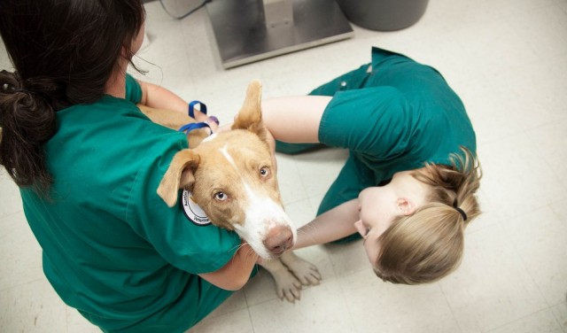 How Much is a Dog Heartworm Treatment Featured Image