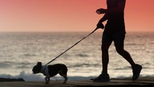 Time Walking with Sunrise and Sundown to Prevent Heatstroke in Dogs