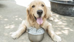 24 Ways to Prevent Heatstroke in Dogs This Summer 24 Ways to Prevent Heatstroke in Dogs This Summer
