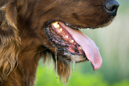 Uncontrollable Symptoms of Overheating in Dogs Uncontrollable Symptoms of Overheating in Dogs