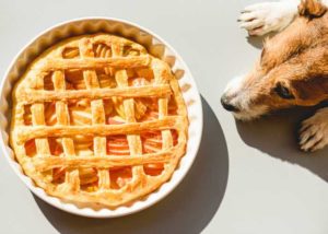 Dogs Love the Fall Season because of holiday treats
