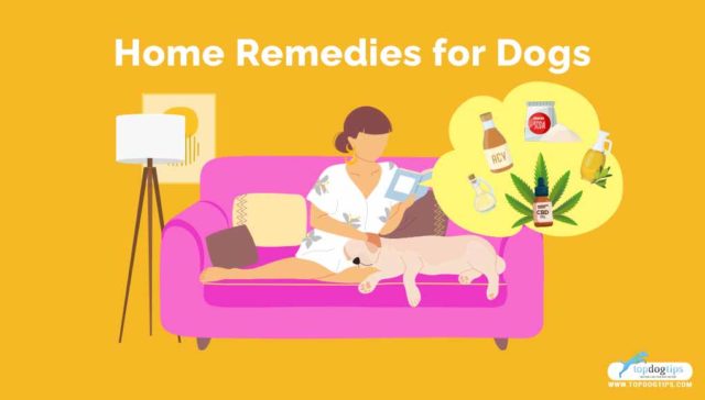 home remedies for dogs home remedies for dogs