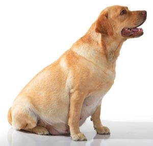 Caring for pregnant dogs to prevent Cerebellar Hypoplasia in Puppies