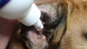 Flushing a dog's ears with homemade dog ear cleaner solution