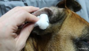 #2 Step on How To Clean Dog Ears