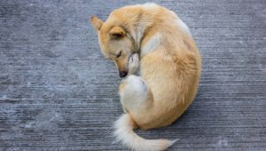 Scratching dog due to food allergy