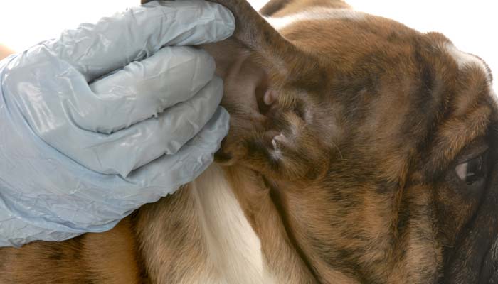 How to get rid of ear mites in dogs How to get rid of ear mites in dogs