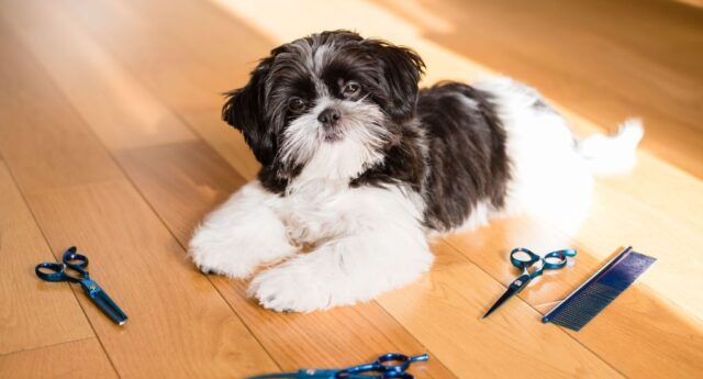 How To Groom a Shih Tzu At Home Featured Image How To Groom a Shih Tzu At Home Featured Image