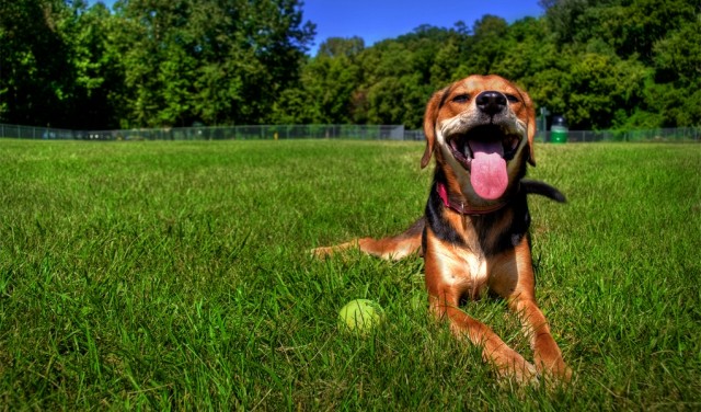 How to Prepare Your Dog for Summer How to Prepare Your Dog for Summer