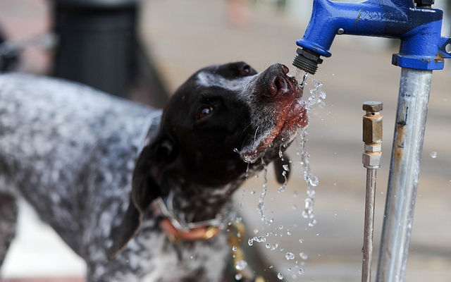 How to Prepare Your Dog for Summer How to Prepare Your Dog for Summer - Prevent dehydration