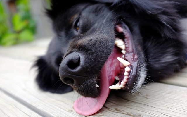 How to Prepare Your Dog for Summer How to Prepare Your Dog for Summer - Prevent Heatstroke