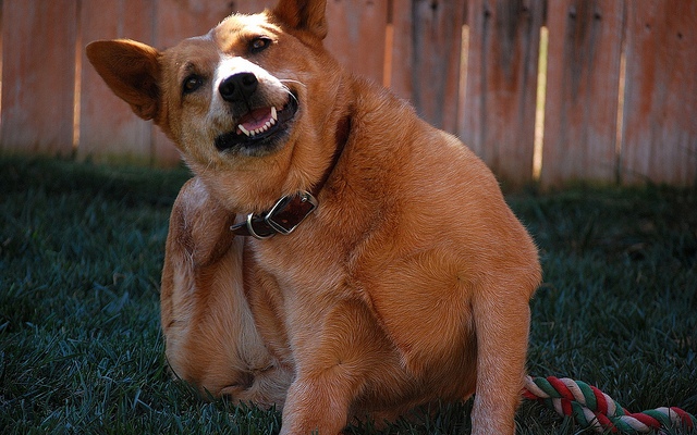 How to Prepare Your Dog for Summer How to Prepare Your Dog for Summer - Prevent Fleas and Ticks