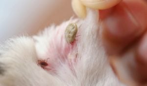 A tick is not a skin tag on dog