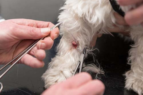 How to Remove Skin Tags on Dogs How to Remove Skin Tags on Dogs