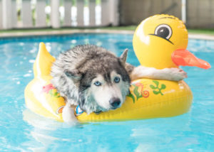 Husky-swimming-in-a-pool-during-summer