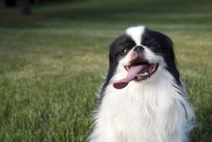 The Japanese Chin has a flat face which makes them heat sensitive