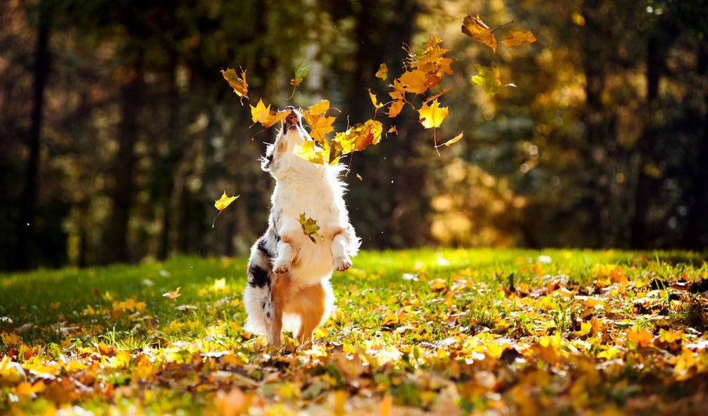 fall dangers for dogs