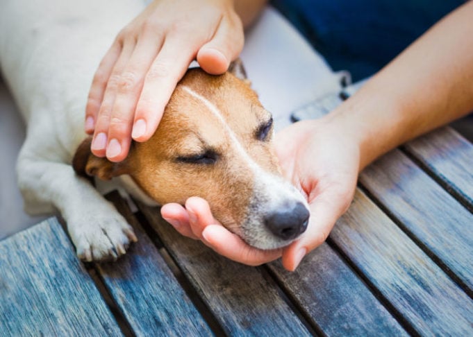 How Do Dogs Get Cancer Featured Image How Do Dogs Get Cancer Featured Image