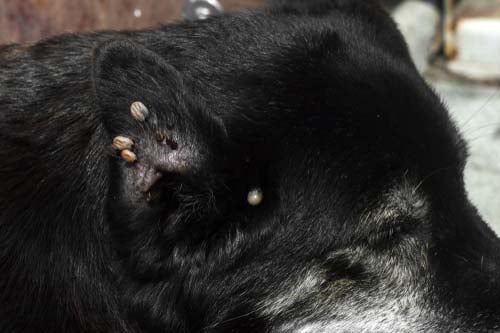 Engorged ticks on a dog's body can possibly bring Lyme disease in Dogs