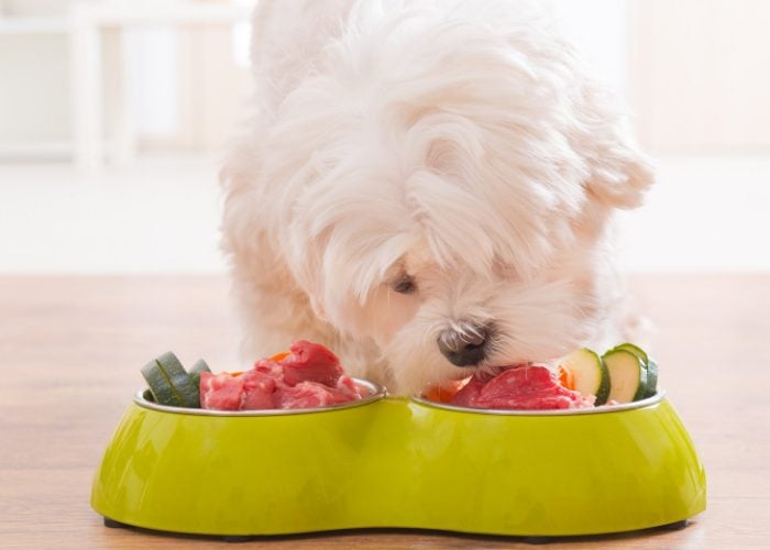 Gluten-free diet for dogs with skin allergies