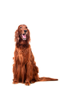 Irish Setter - manly dog breeds