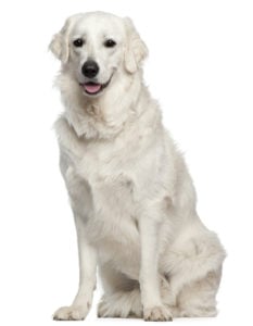 Kuvasz Kuvasz - masculine dog