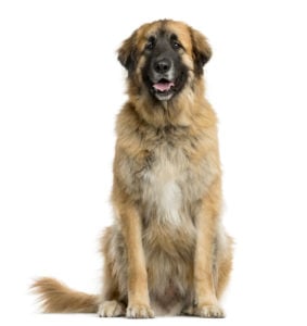 Leonberger - a large, masculine dog