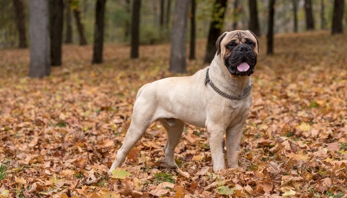 Manly Dog Breeds Manly Dog Breeds - bullmastiff
