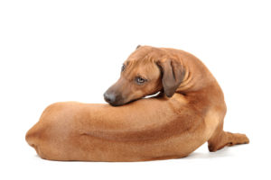 Rhodesian Ridgeback, a strong, muscular dog breed