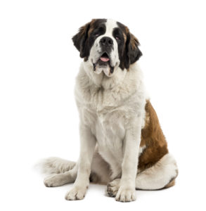 Saint Bernard - a gentle giant yet manly dog breed