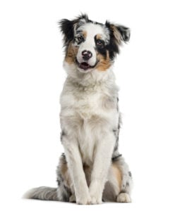 Australian Shepherd Manly Dog Breeds Australian Shepherd (Manly Dog Breeds)