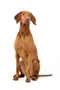 Vizsla, a manly dog