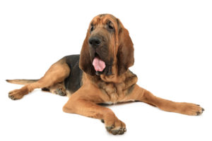 The Bloodhound is a muscular dog