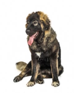 Caucasian Ovcharka Caucasian Ovcharka - a truly manly dog and excellent protector