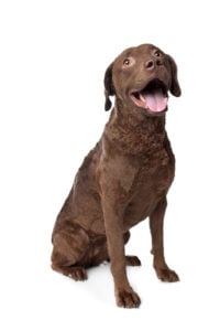 Chesapeake Bay Retriever - masculine dog breed