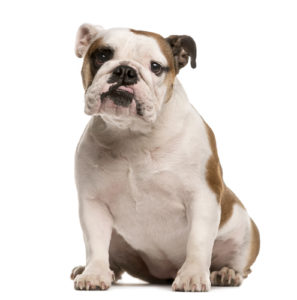 English Bulldog is a stocky, manly dog