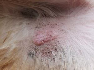 Mast Cell Tumor on a dog Mast Cell Tumor on a dog - possible reason of bump on a dog's private area